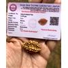 2 pezzi X LAB CERTIFICATE 2 Mukhi RUDRAKSHA Domukhi Rudraksh Iskon Lab