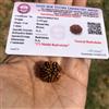 2 Pezzi X LAB CERTIFICATE 7 Mukhi RUDRAKSHA Saatmukhi Rudraksh 7 Face Rudraksham