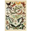 MyPuzzle.com MyPuzzle Papillons - Farfalle Per Tutti, Poster D'epoca, Adolphe Millot - Premium 1000 Pezzi Puzzle - MyPuzzle Collezione speciale di Havana Puzzle Company