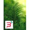 HERBOPLANET Srl TSA EQUISETUM ARVENSE 50 ML