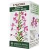 EPILOBIO Estr.Int.Secco SVS