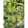 Generico POMODORO DATTERINO VERDE-SEMI..