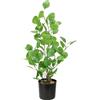 Flair Flower Pianta artificiale di eucalipto in vaso di eucalipto, pianta artificiale, albero decorativo, alberi di plastica, foglie di dollaro d'argento, decorazione per matrimonio, arbusto, cespuglio, pianta da