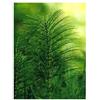 TSA Equisetum Arv.50ml