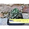Haworthia reinwardtii 4 cm, cactus, pianta grassa