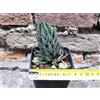 Haworthia reinwardtii caespitosa 6 cm, cactus, pianta grassa