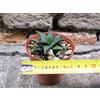 Haworthia venosa subsp. tessellata caespitosa 4 cm, cactus, pianta grassa