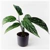 Leaf Design UK - Pianta artificiale realistica con vaso, 35 cm, a pois