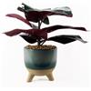 Leaf Design UK - Pianta artificiale realistica con vaso, pianta di ficus, 35 cm