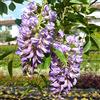 Azienda Agricola Tempesti Stefania Glicine a Fiore Viola, 2 piante con altezza 100/120 cm, vaso 16