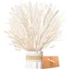 ZJTAPE Pampas Grass Essiccato - Naturali Essiccati Bouquet Erba di Pampa Bianca Fronde Soffici, Bouquet di fiori secchi Lagurus Fiori secchi per matrimonio Decorazione da Tavolo Boho Home Vasi Decor