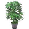 Leaf Schefflera arboricola artificiale (pianta ombrello), in vaso di plastica nero, fogliame scuro, 55 cm