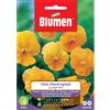 Blumen viola chantreyland a grandi fiori
