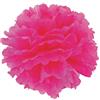Party Pro 50246 X S Pompom Carta di Seta Bubble Gum 15 x 15 x 15 cm