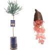 SUN TOUCH Pianta di Finger Lime/Caviale di limone - Frutto Rosso - Citrus Australasica - H100cm inclusa Fitocella