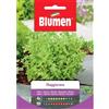 Blumen maggiorana