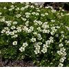Legutko Irish Moss, Heath Pearlwort semi - Sagina subulata