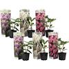 Plant in a Box - Rododendro - 6 Mix - Rododendron - Vaso 9cm - Altezza 25-40cm