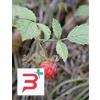 HERBOPLANET SRL MSA RUBUS IDAEUS 50 ML