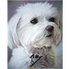 YSCOLOR Diamond Painting Decorazione Della Parete Del Ristorante Del Cane Maltese Di Arti Del Ricamo Di Strass Del Trapano Completo Della Pittura Del Diamante 5D 30x40cm