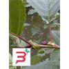 HERBOPLANET SRL MSA ALNUS GLUTINOSA 50 ML