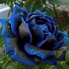 lamphle 20 semi di piante di rose con bordo blu raro, balcone, giardino, semi di fiori di rosa in vaso per piantare giardini