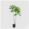 Enzo De Gasperi EDG Enzo De Gasperi Pianta Artificiale Elaeocarpus Chic X3 con Vaso H150 cm