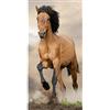 Jerry Fabrics Générique Unbekannt Telo mare cavallo marrone, 70 x 140 cm, 000