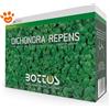 Bottos Dichondra Repens Semi Per Giardino - Confezione Da 500 gr