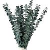 RAVEGO Eucalipto essiccato, 15 pezzi, fiori secchi naturali, eucalipto, fiori secchi per sempre, decorazione per il matrimonio perfetto, composizioni floreali, YJL15