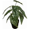 Leaf Design UK - Pianta artificiale realistica con vaso, Begonia Maculata nera, 35 cm