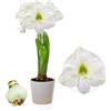 DUTCH BULBS EXCLUSIVE PLANTS FROM HOLLAN Bulbo Amaryllis White Passion, 1 bulbo di grandi dimensioni 26/30, Bulbi, piante e fiori esclusivi dall'Olanda, bulbi Hippeastrum autentici (senza semi, non in cera e non artificiali)