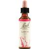 SCHWABE PHARMA ITALIA Srl Larch - Fiore di Bach Originale n°19 - 20 ml