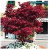 VIVAIO DI CASTELLETTO Acero rosso giapponese 'Acer palmatum Fireglow' pianta in vaso 19 cm