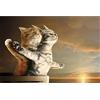WACYDSD Puzzle 1000 Pezzi Puzzle 3D Fai da Te Cute Cat S Cartoon Animal Titanic Cat Foto di Amore Romantico