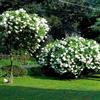 GardenersDream 1 pianta di arbusto deciduo resistente in vaso: Hydrangea paniculata 'Grandiflora'.