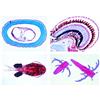 3B Scientific LIEDER Scienze Microscopia Micro preparati Serie verme, Casco inthes