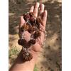 LAB CERTIFICATE 5 Mukhi a 11 Mukhi RUDRAKSHA Nepal Rudraksh Mala Rosario, Ori...