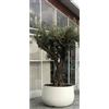 Telcom - Vaso Urbano acaya 78 per piante in Resina di grosse dimensioni - Colore: Bianco Perla