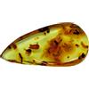 Golden Copal Amber: 4 millipedi, 1 auricolare, 7 formiche bianche, 3 coleotte...