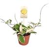PERAGA 1 PIANTA HOYA KRIMSON QUEEN FIORE DI CERA VASO 12CM Perenni