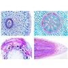 3B Scientific LIEDER Scienze Microscopia Micro preparati Serie Fiori di piante, magnoli: Celle e tessuto