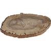 Lastra di Legno Fossile con Diversi Minerali