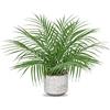 Hollyone Pianta Artificiale di Palma da 16'' in Vaso di Cemento - Piante Artificiali Decorative, Verde Finto per Decorazione della Casa, Tavolo, Soggiorno, Cucina, Ufficio - Piante Tropicali in