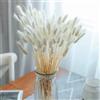 FANNAS 60 Pezzi Erba Della Pampas Fiori Secchi Coda di Coniglio Bouquet,Fiori Secchi Naturali Boho Decor Bouque Pampa di Coniglietto Essiccato per Matrimoni Home per La Casa (Bianco)