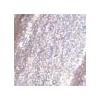 Astra Make Up Astra Make-Up Chromo Therapy Liquid Eyeshadow Ombretto Liquido 3 ml