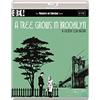Unbranded A Tree Grows In Brooklyn (Masters Of Cinema) Blu Ray [Blu-ray]