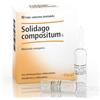 Heel Solidago compositum S