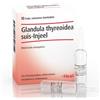 Heel Glandula thyreoidea suis-Injeel