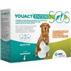MSD Animal Health MSD YouAct Entero SOS Supporto immediato per la diarrea acuta Stick per cani e gatti 2 gr 14 Bustine (scadenza 30/06/2026) - Integratori per cani - 1° ORDINE? fino al 20% di sconto